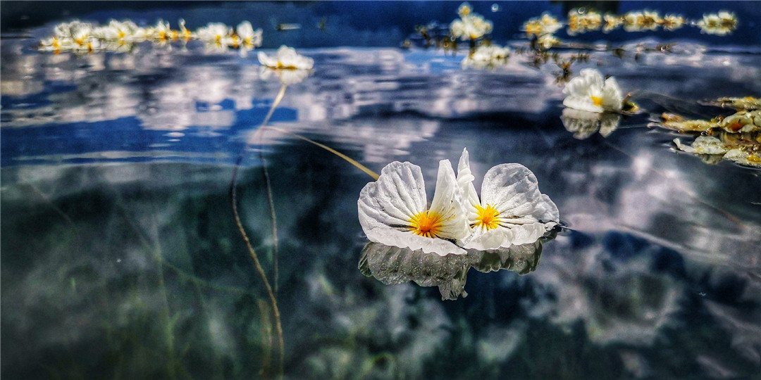 世界上最纯洁的花 花瓣透明如水晶 每当下雨就 变脸 海藻