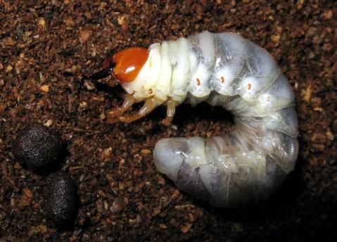 正在进食的锹甲幼虫,跟成年后的形象判若两虫(图片来源:网络)04锹甲的