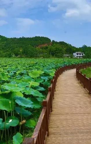 遂宁河沙镇十里荷花图片