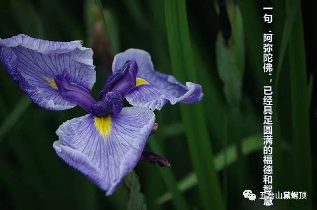 真实往生故事四