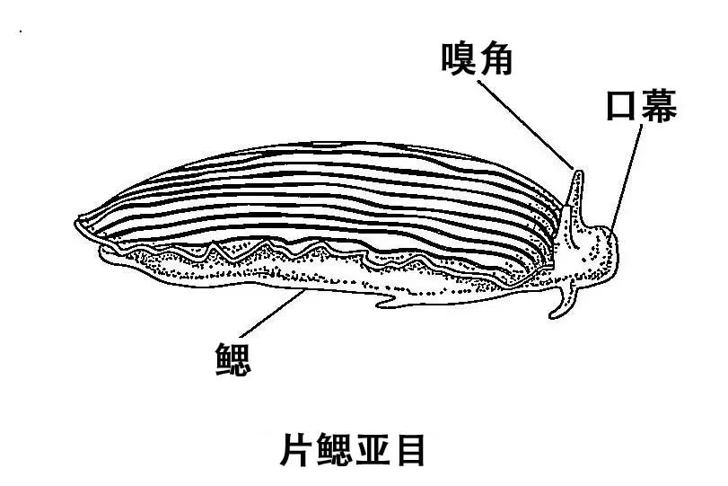 海兔的身体结构图图片