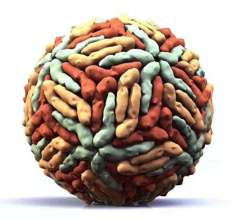 登革热是由登革热病毒(denv)引起的急性传染病.