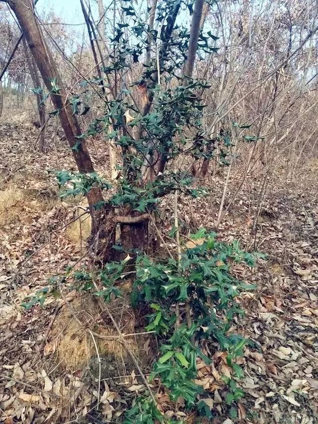 入秋,老鼠刺开始结果,果实鲜红,小巧玲珑.到了来年春天,还缀在枝头.