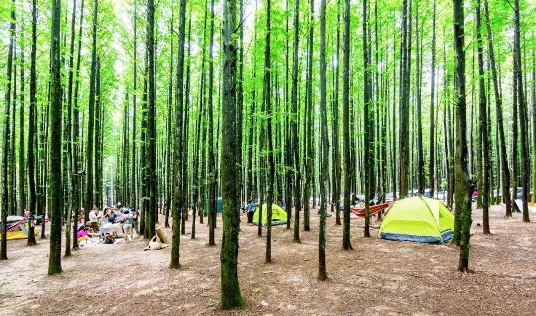 山王坪建有专门的露营基地,在这里呼吸新鲜空气,幕天席地,仰望星空