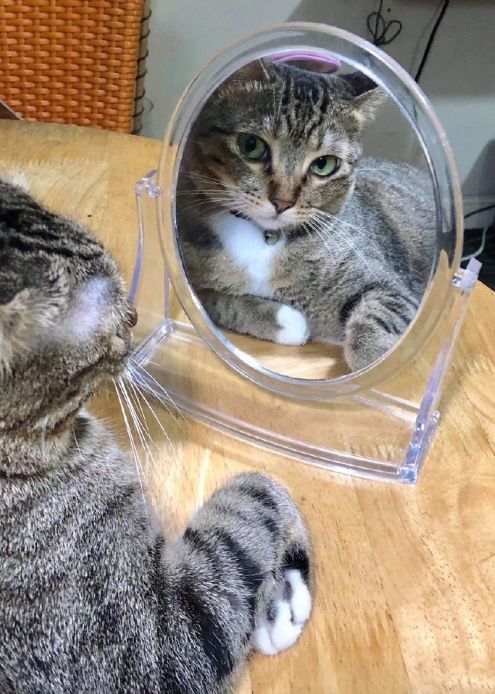 小猫咪照镜子时,发现镜子中的自己有点美.