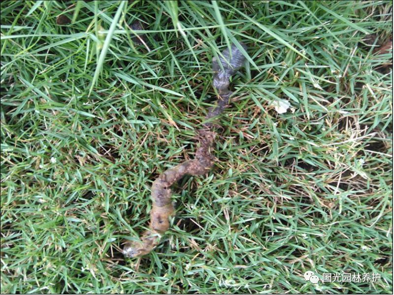 国光微讲堂草坪地下害虫防治技术蚯蚓