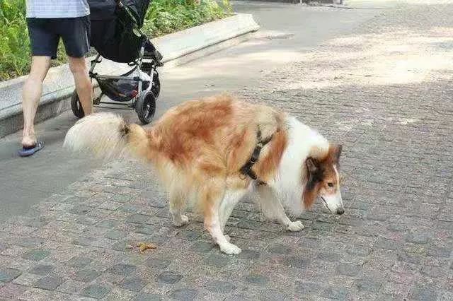 可当狗的行为已经严重影响到了他人的正常生活,俨然就变成了"狗患"