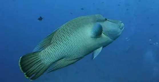 一種快被吃沒的觀賞魚【轉載】_蘇眉