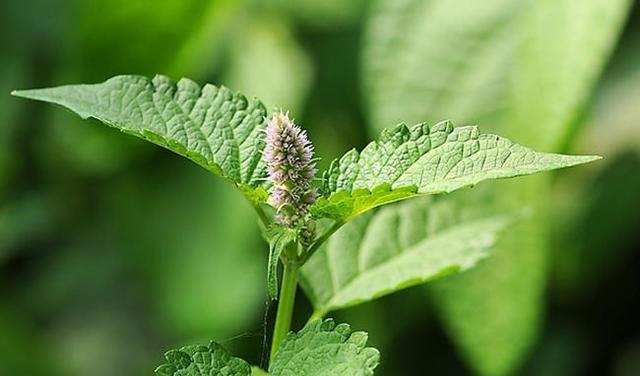 中药小故事:藿香的传说_霍香