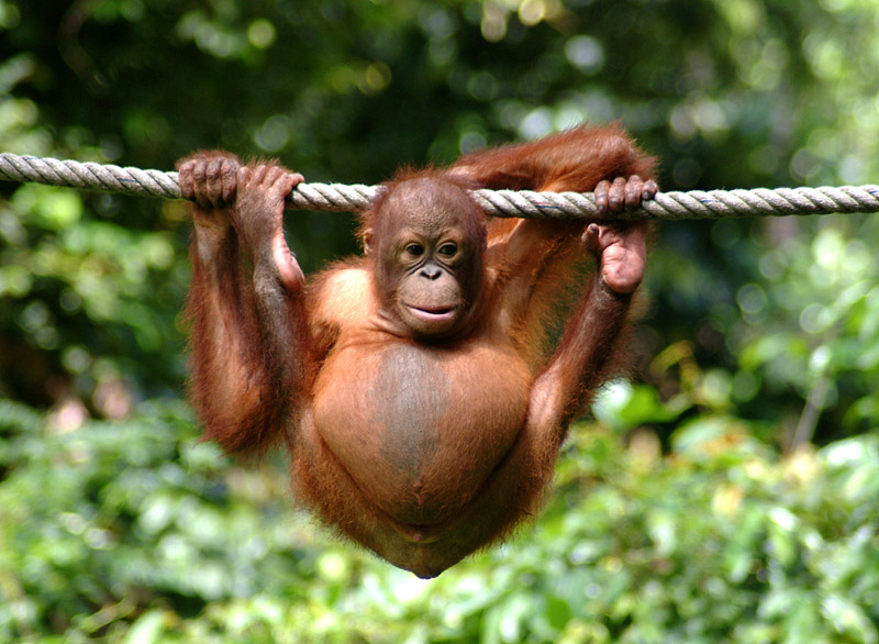 一言不合秀才艺!动物秀独家绝活高手如云