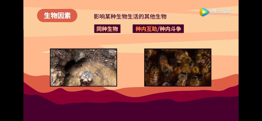 种内互助现象对于同种生物,个体间既有种内互助又有种内斗争.