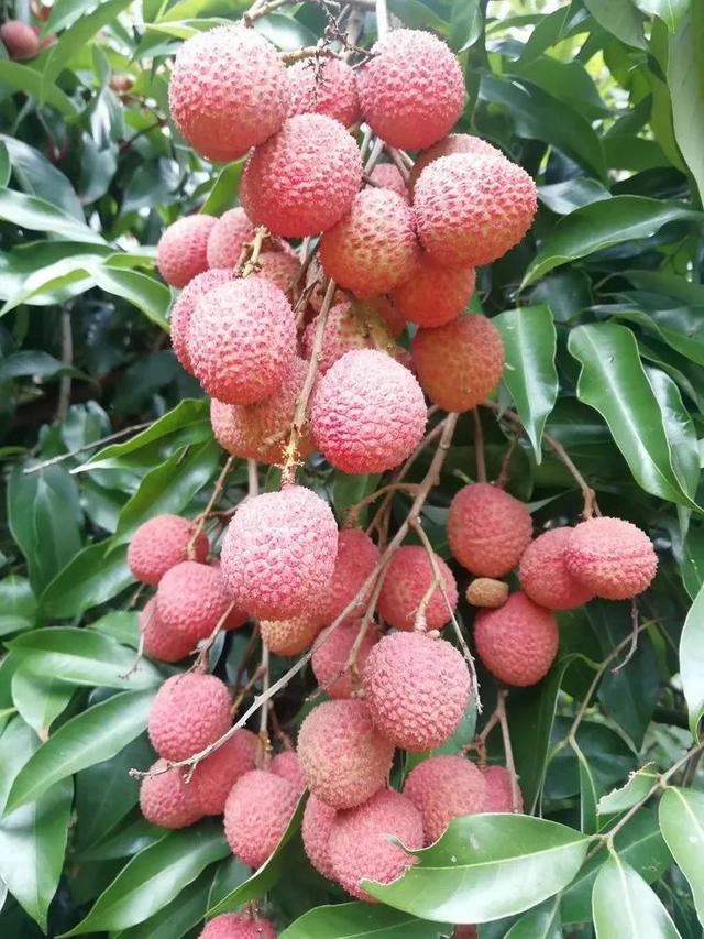 本周六(7月20日)到涪陵区南沱镇睦和村采摘荔枝_连睦路