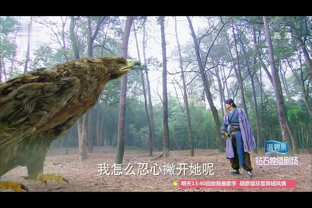 雕兄痛恨女人不让杨过去找姑姑竟霸气的一爪子把他带回山洞