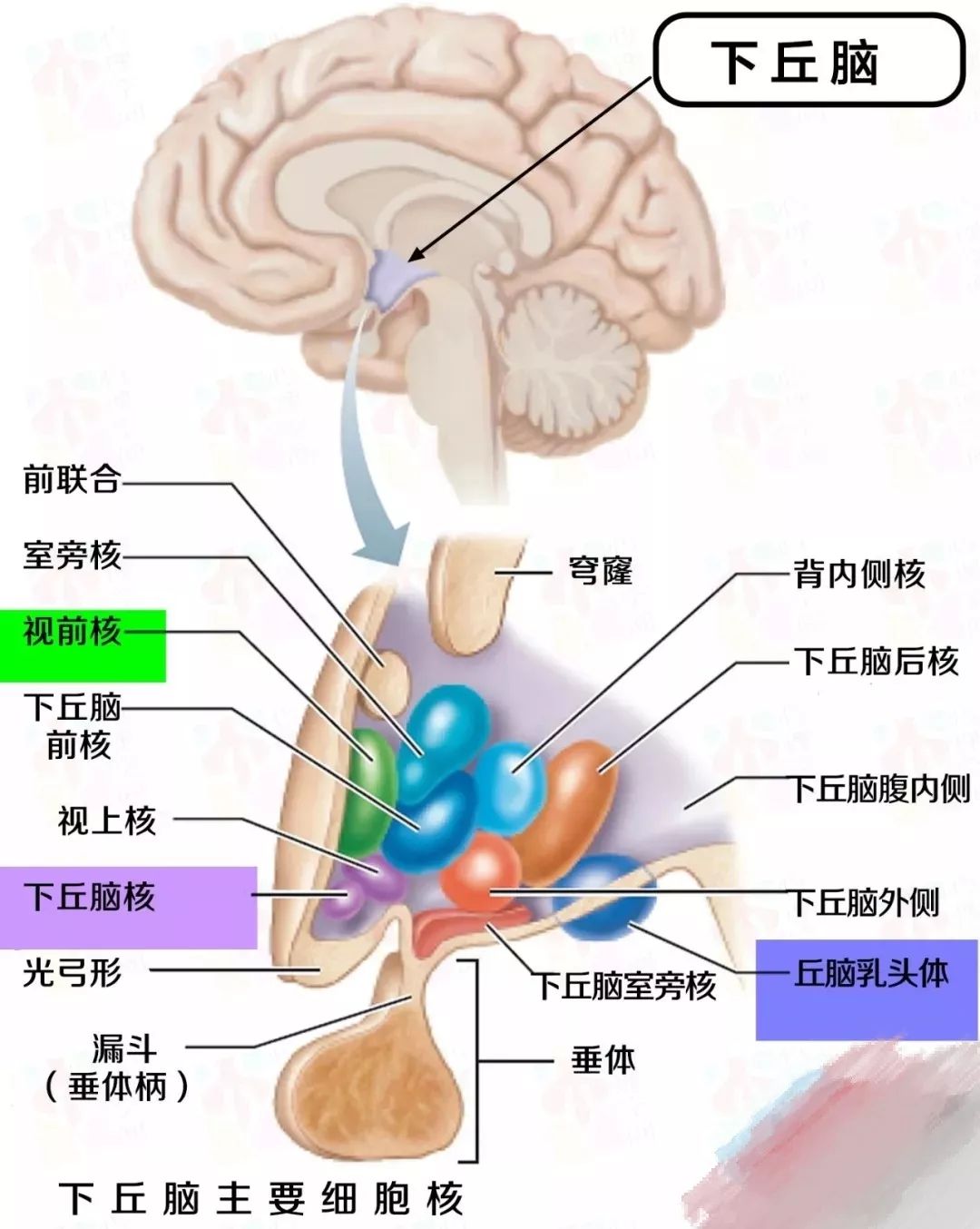 激活的核心区域是下丘脑内侧腹内侧和外侧(ventromedial hypothalamus