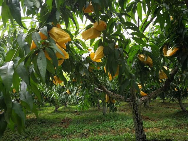 清溪黄桃来啦7月23日起可采摘赶紧去尝鲜