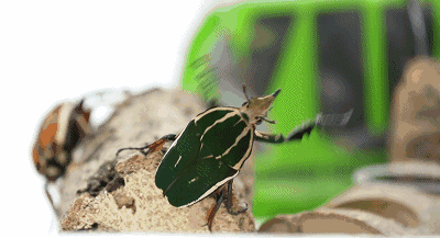 周五活动招募大型昆虫展空降新疆300品种3000昆虫让你零距离邂逅大