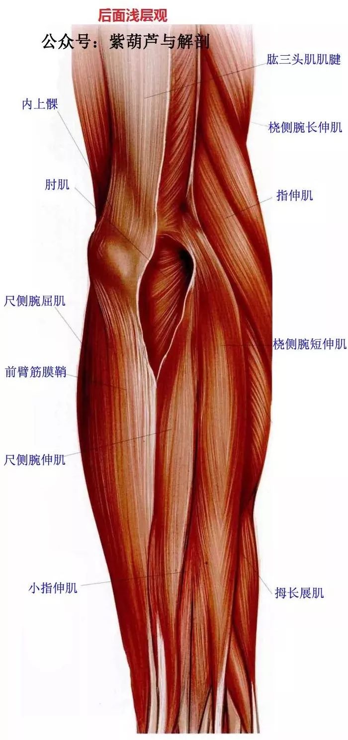前臂与手部解剖肌肉图谱【高清】-搜狐大视野-搜狐新闻