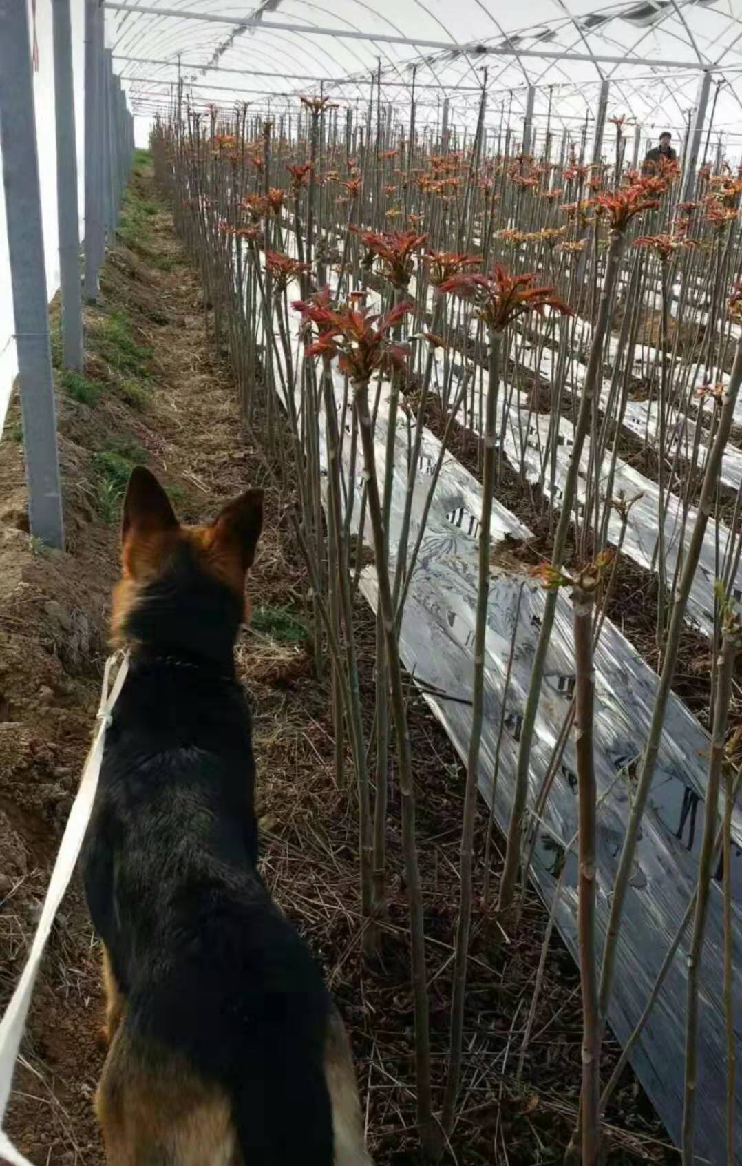 大棚矮化红油香椿苗种植技术_顶芽