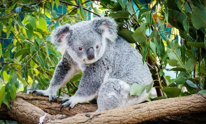 像袋鼠,袋熊,塔斯马尼亚恶魔,鸭嘴兽,丁狗等,还有剪羊毛秀,自由飞鸟