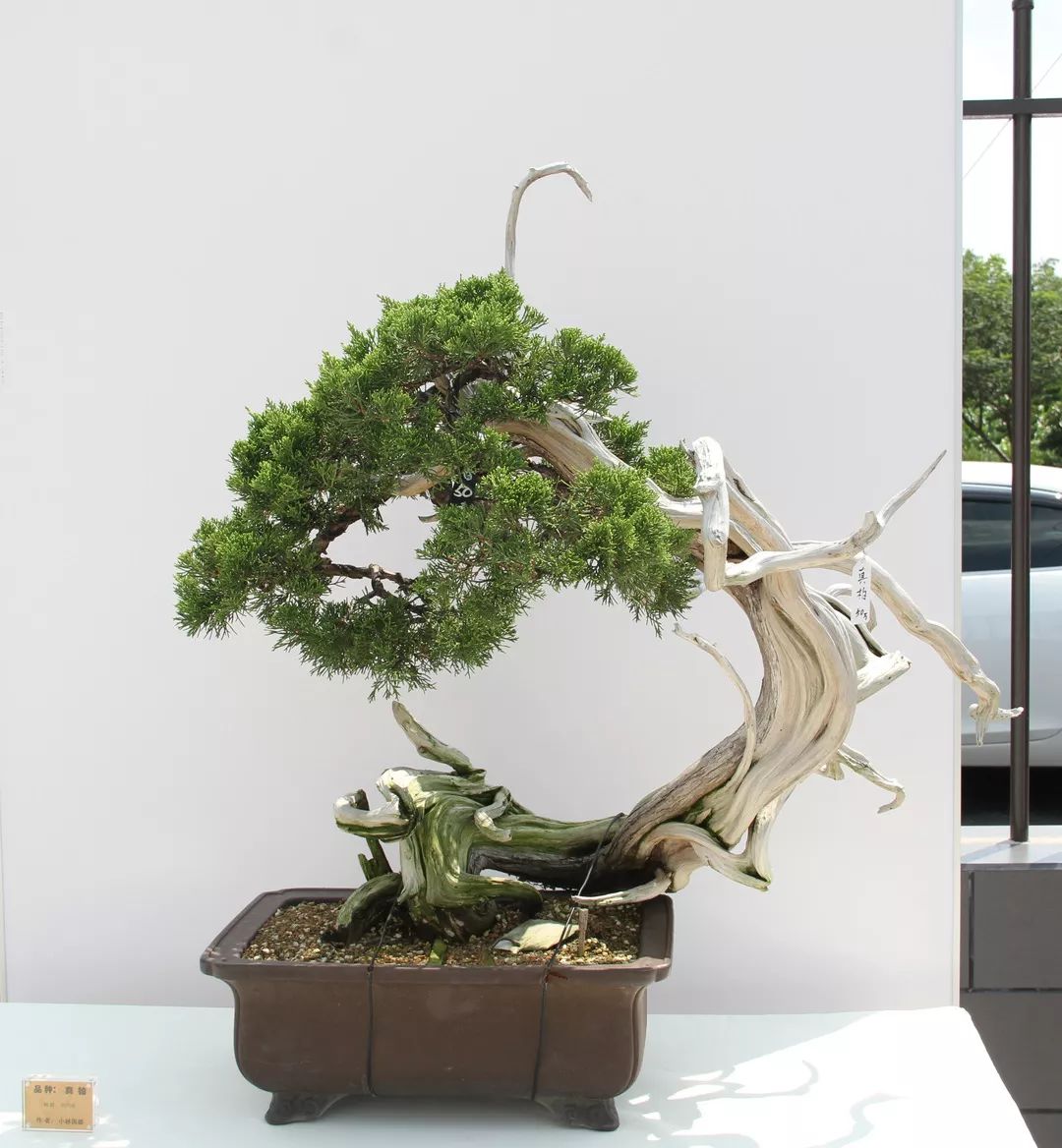 港沿镇邀请国际盆景大师日本水石协会会长小林国雄莅临园艺村参观指导