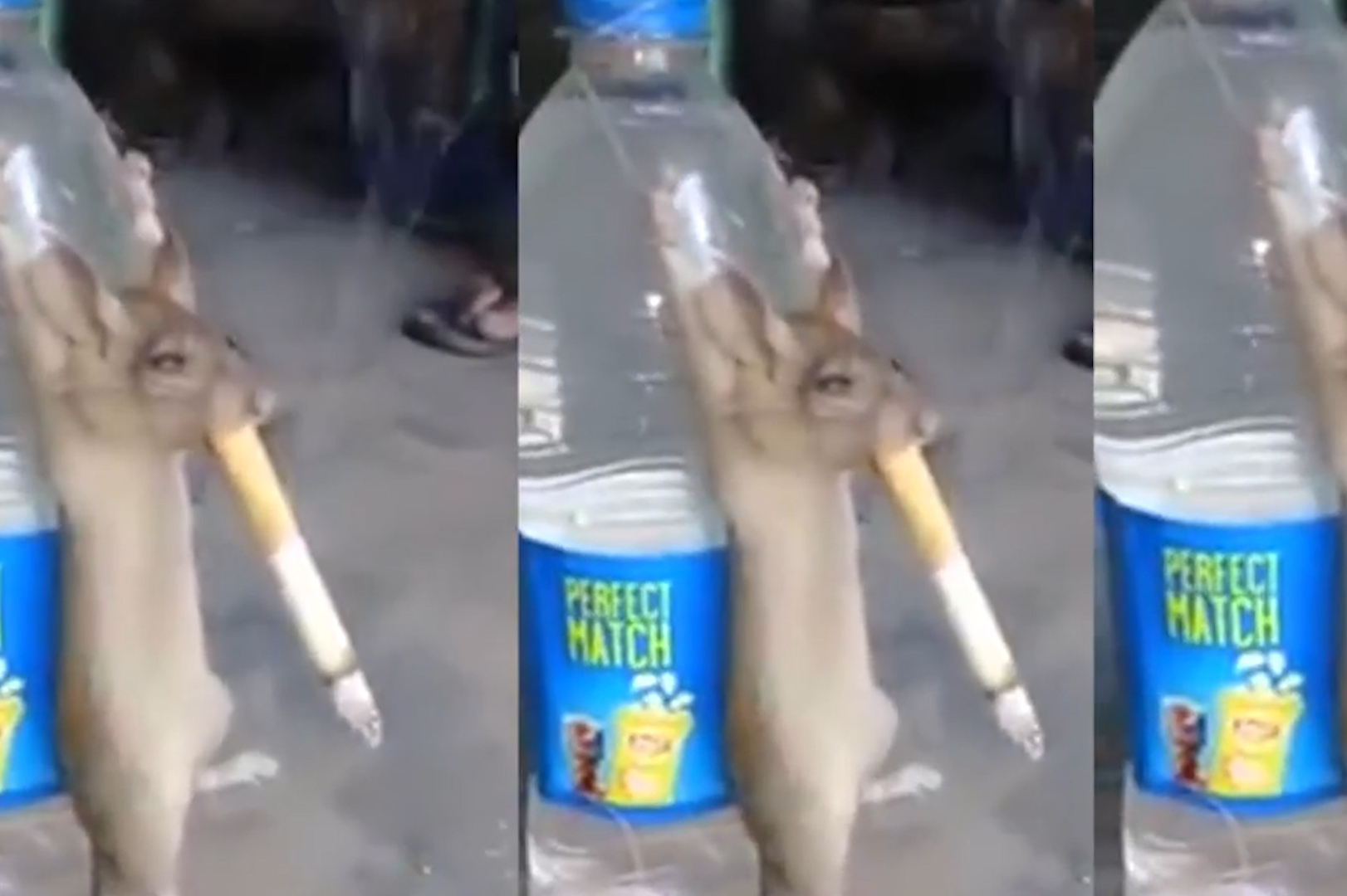 老鼠抽烟爽上天30分钟后老鼠啥状态