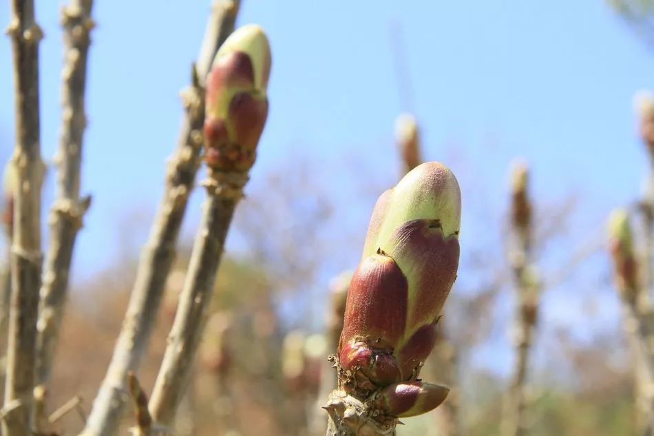 脱贫攻坚奔小康 | 窑儿村 : 美味乌龙头 农民钱袋鼓