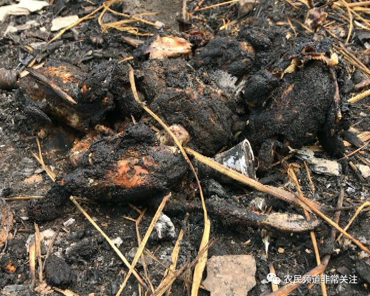 下午养鸡场突发大火2万只肉鸡被活活烧死