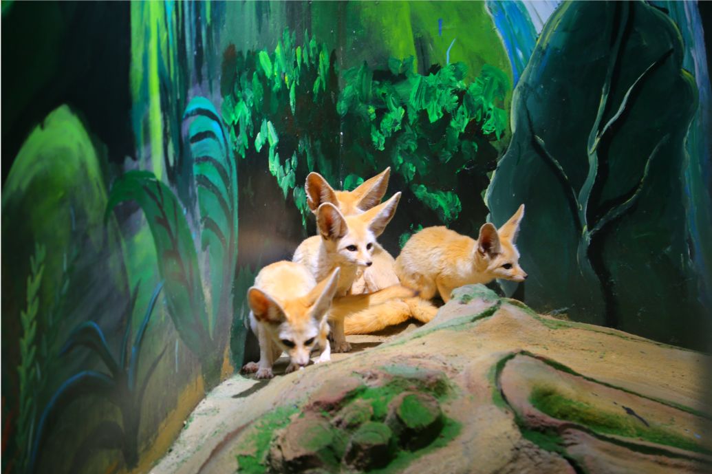 昌吉太优秀了2000平米首家室内动物园海洋馆霸屏暑期档