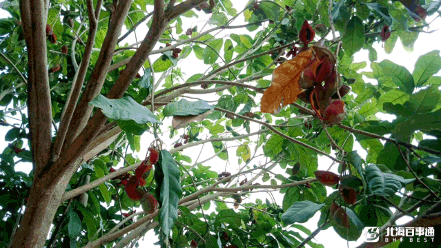 九层皮果树种植图片