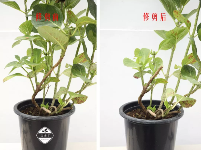 收下这份迟到的绣球花后修剪指南很多小伙伴一直都修剪错了