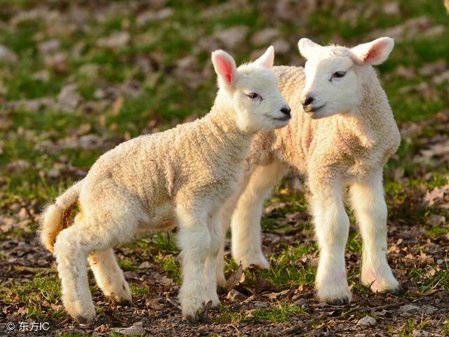 白羊座的一生注定是很有福气的