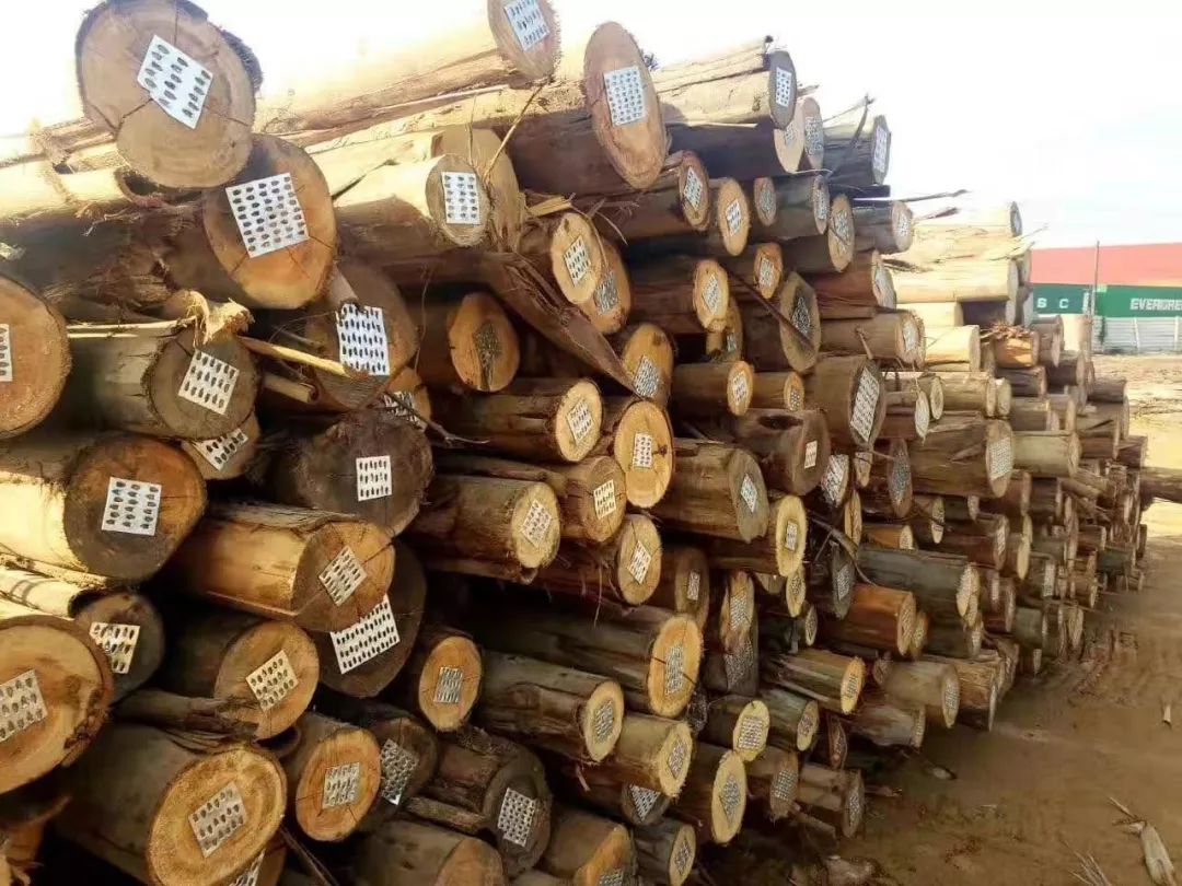 【供应产品】巴西桉木原木!
