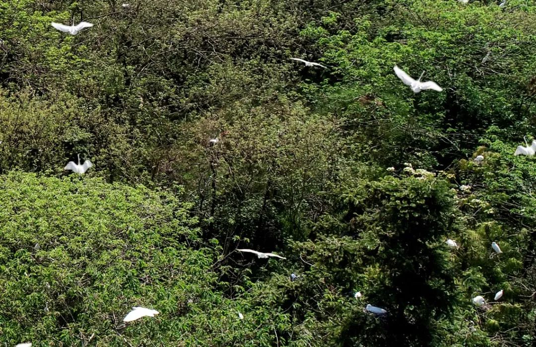 "手指着山东坡一片茂密的山林,陶永龙说 以前虽然也有白鹭飞来 但