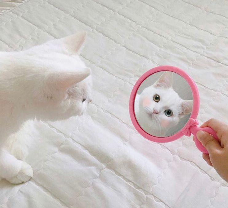 小猫咪照镜子时,发现镜子中的自己有点美.
