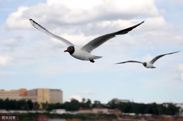 小鸟,自由自在,翱翔于蓝天白云之间_鸟儿