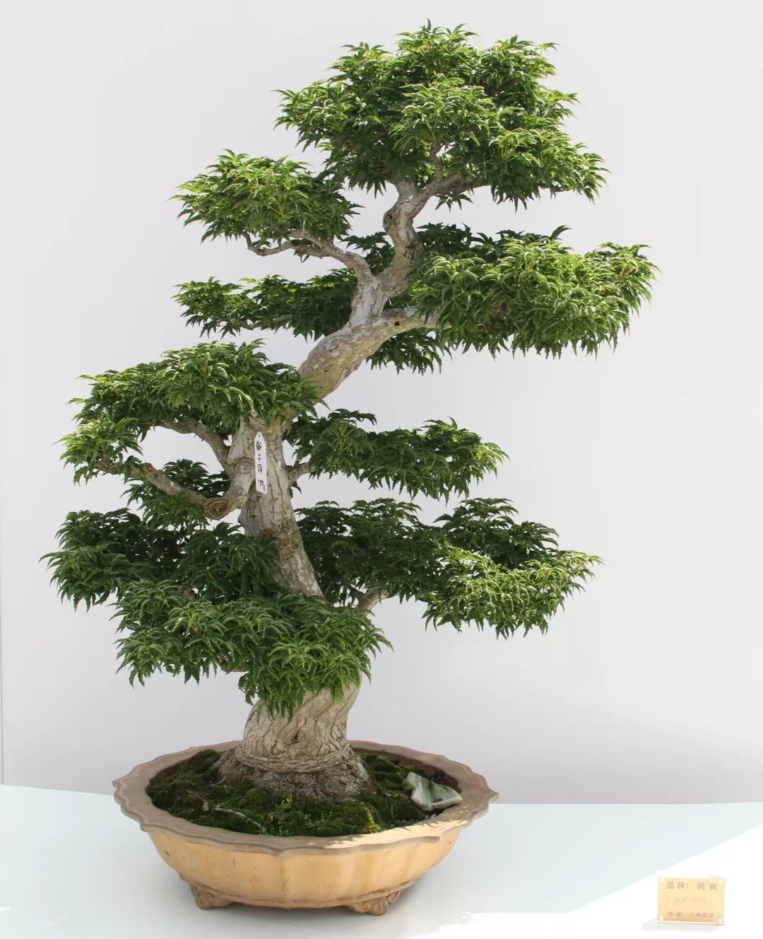 港沿镇邀请国际盆景大师日本水石协会会长小林国雄莅临园艺村参观指导