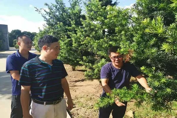 北海市市场监管局助力罗汉松产业知识产权发展