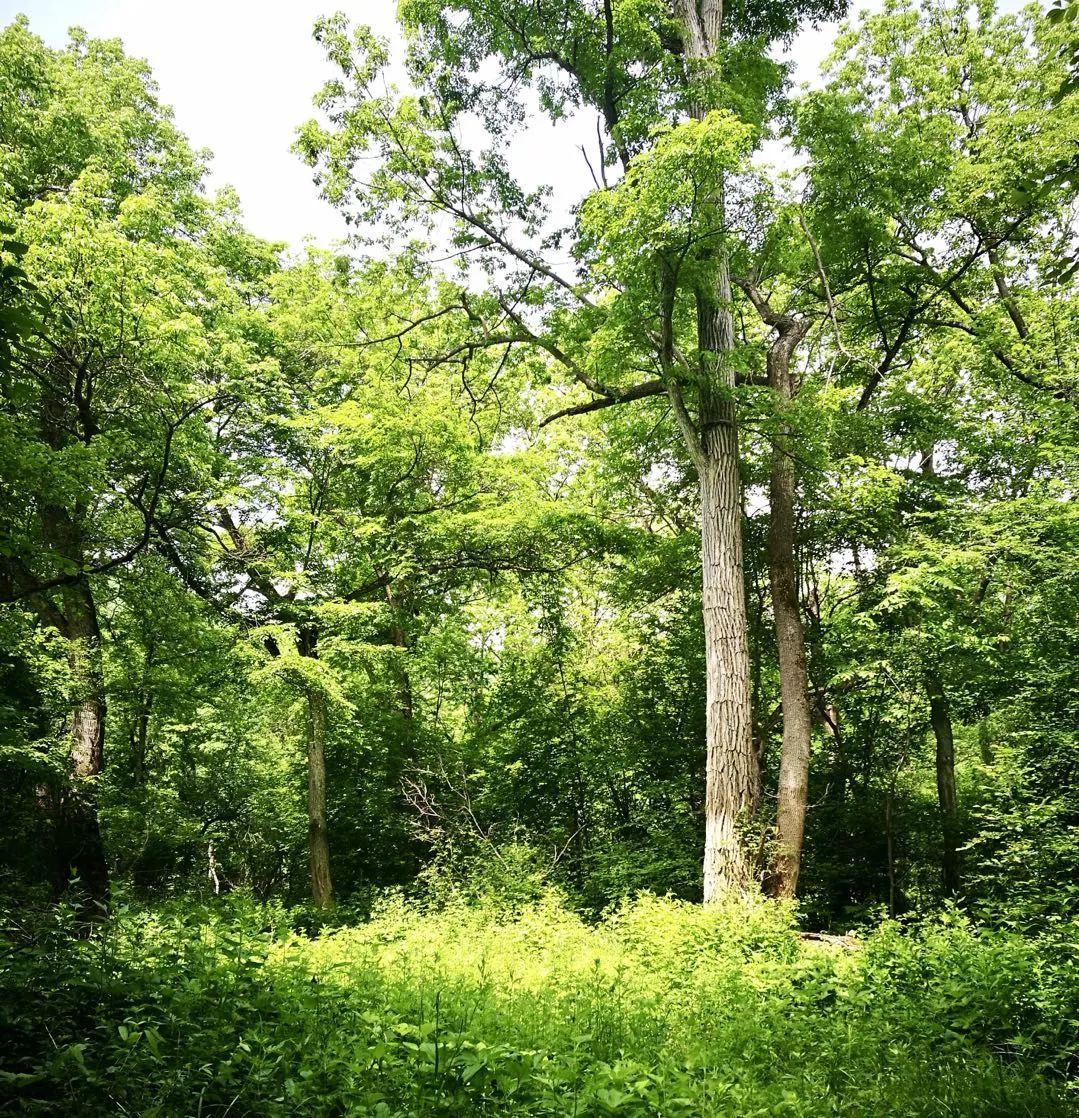 虎林椴树蜜天然好蜂蜜