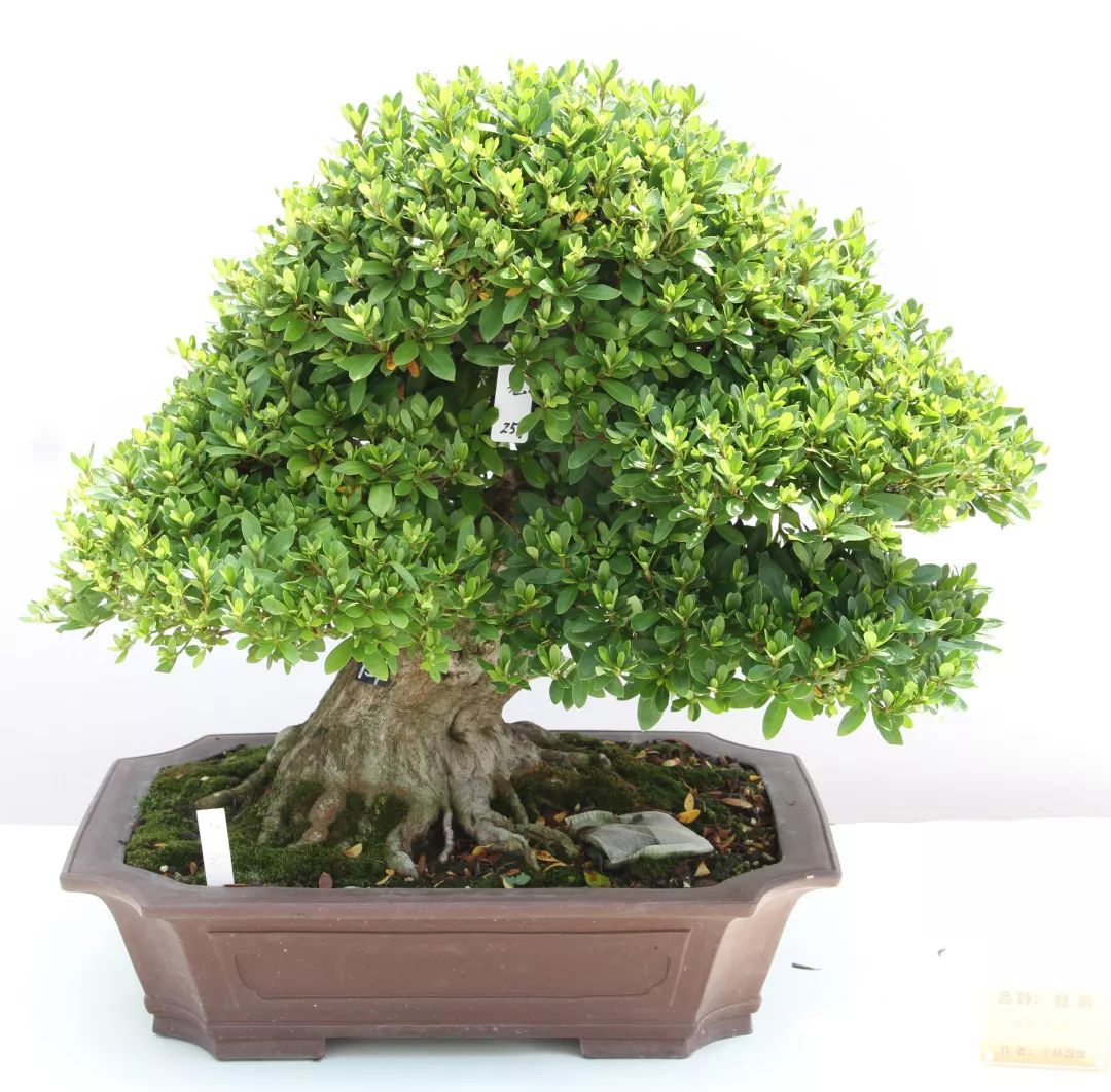 港沿镇邀请国际盆景大师日本水石协会会长小林国雄莅临园艺村参观指导