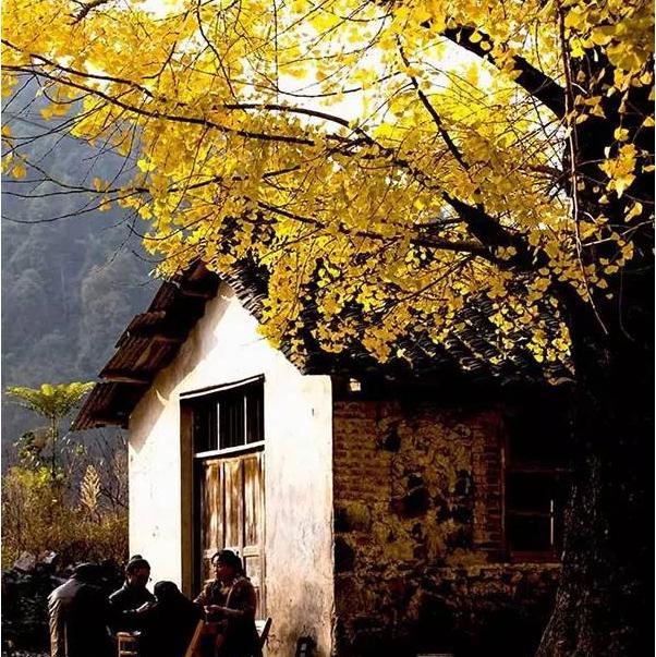 暑假冷门旅游千岛湖上西村大桐木湾村新路海鹅泉