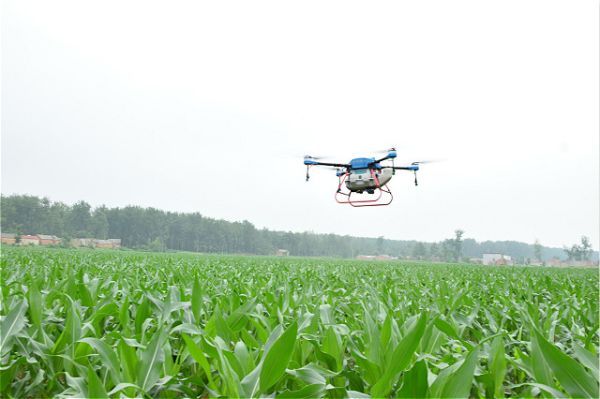 一台无人植保飞机在埇桥区顺河乡张斌家庭农场给玉米喷洒农药,防治