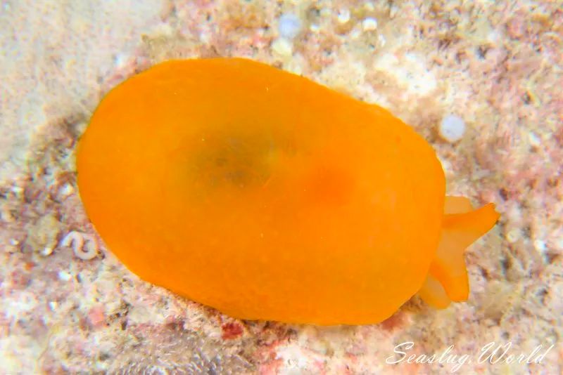 海牛,海兔,海蛞蝓,你叫对了吗?