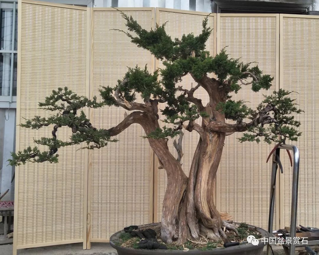 夜战,登高作业纵观整体水线流畅,肌肉饱满,柏树的特点体现得淋漓尽致