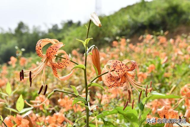 安徽霍山百合花开漫水河