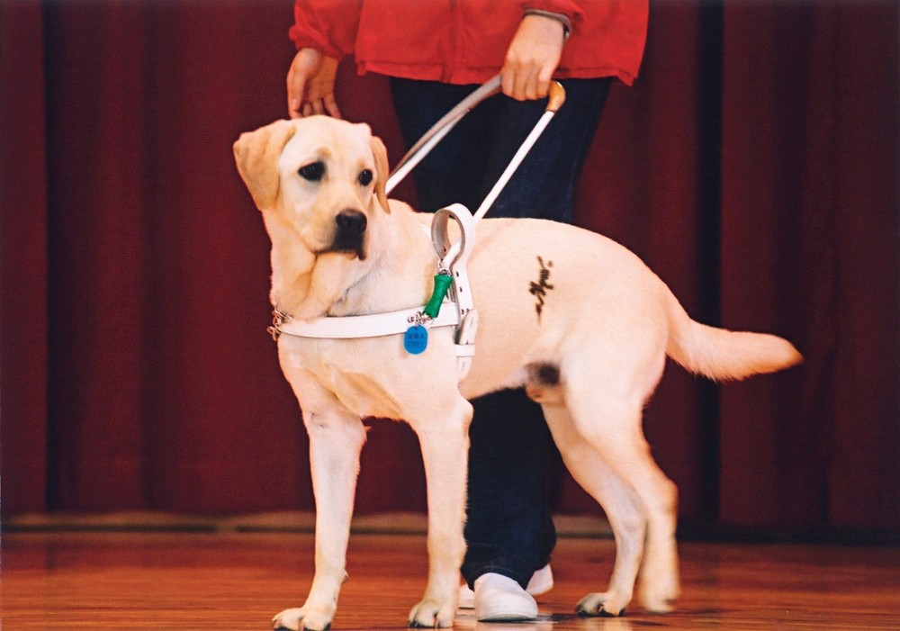 原创小q催泪的背后我们应该去关注的问题是你见过导盲犬吗