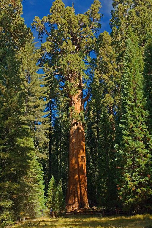 树龄约为2300-2700年.雷曼将军树高83.8米,底部最大直径11.