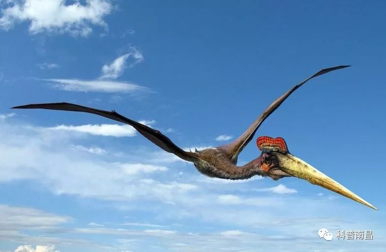 背上长翅膀的恐龙图片