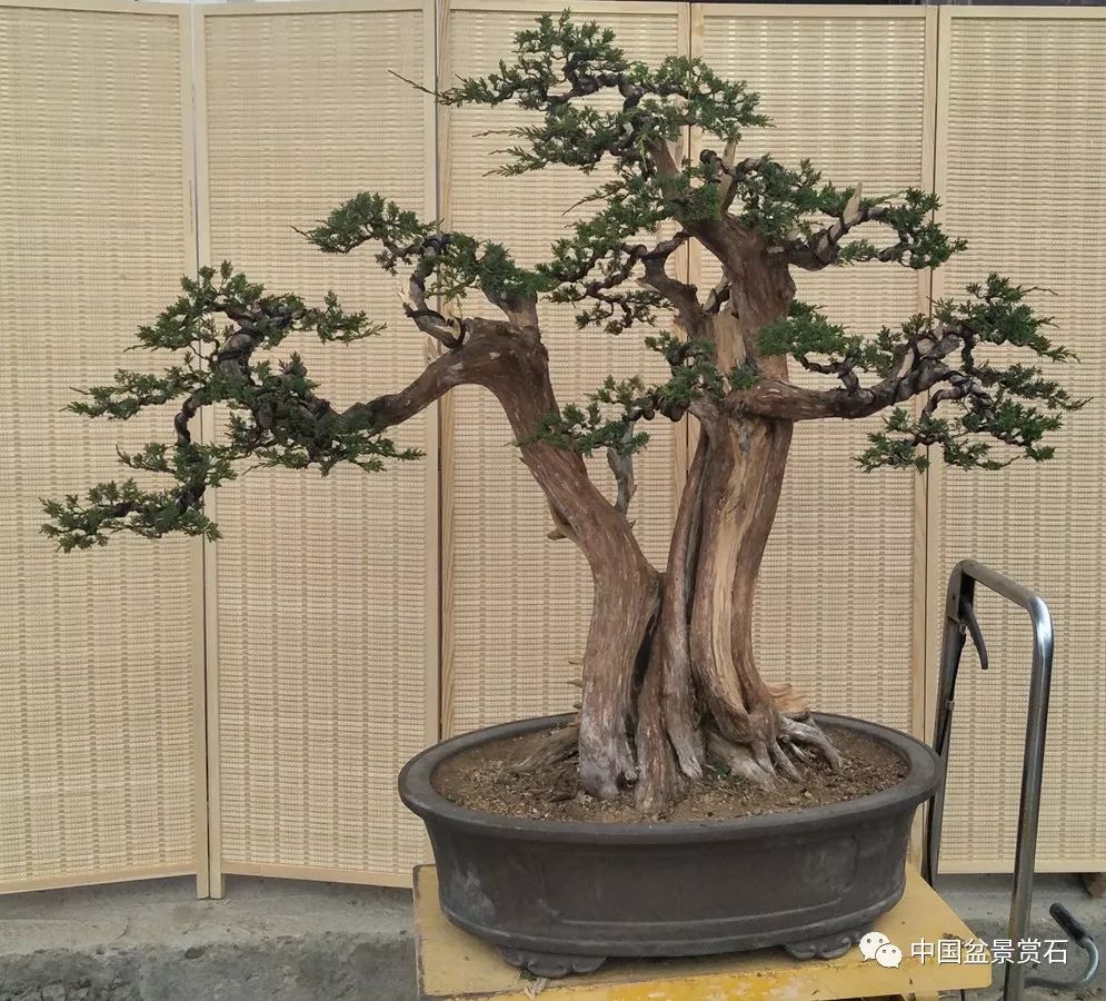 走进现场│凤舞龙飞一本双干真柏制作