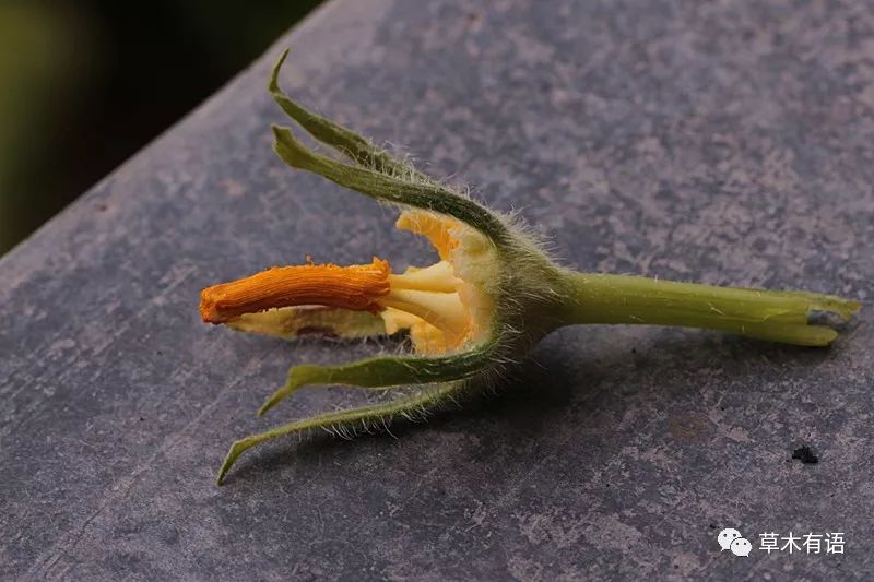 这是南瓜还是笋瓜呢?这朵呢?