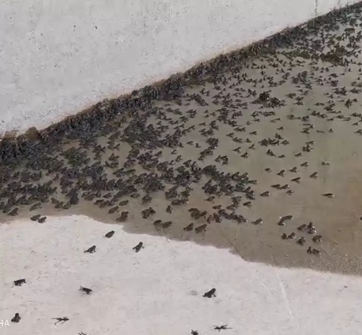 【视频】勿入||张家口一地 黑压压的青蛙集群?啥原因?瘆的活